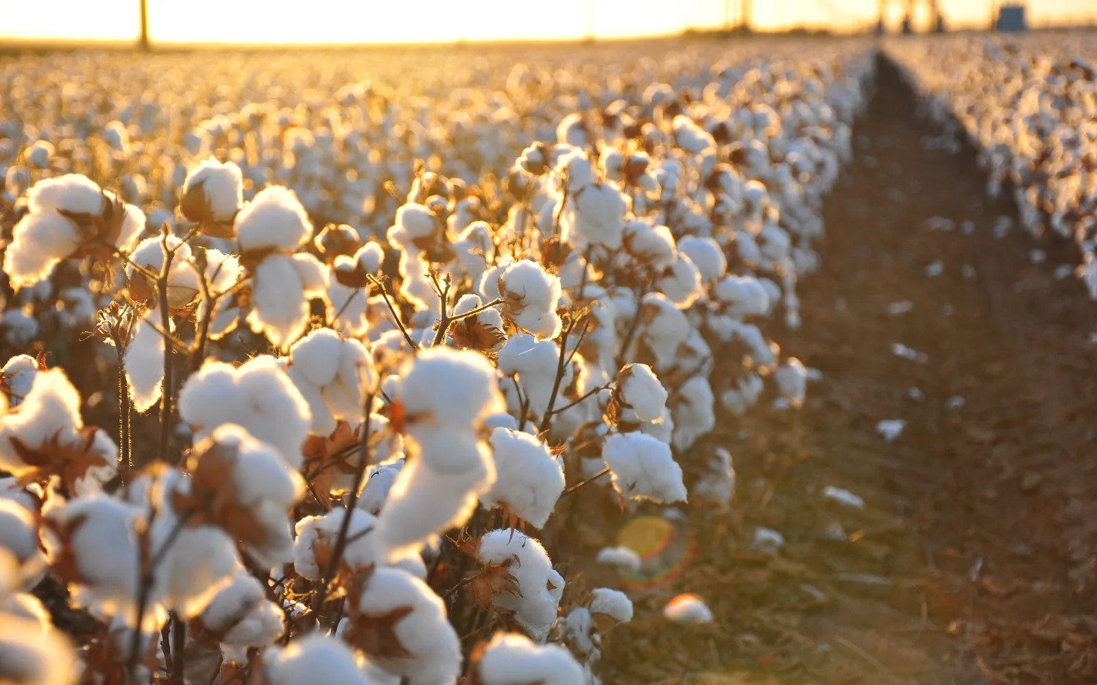 A cotton field showing rows of mature cotton plants ready for harvest